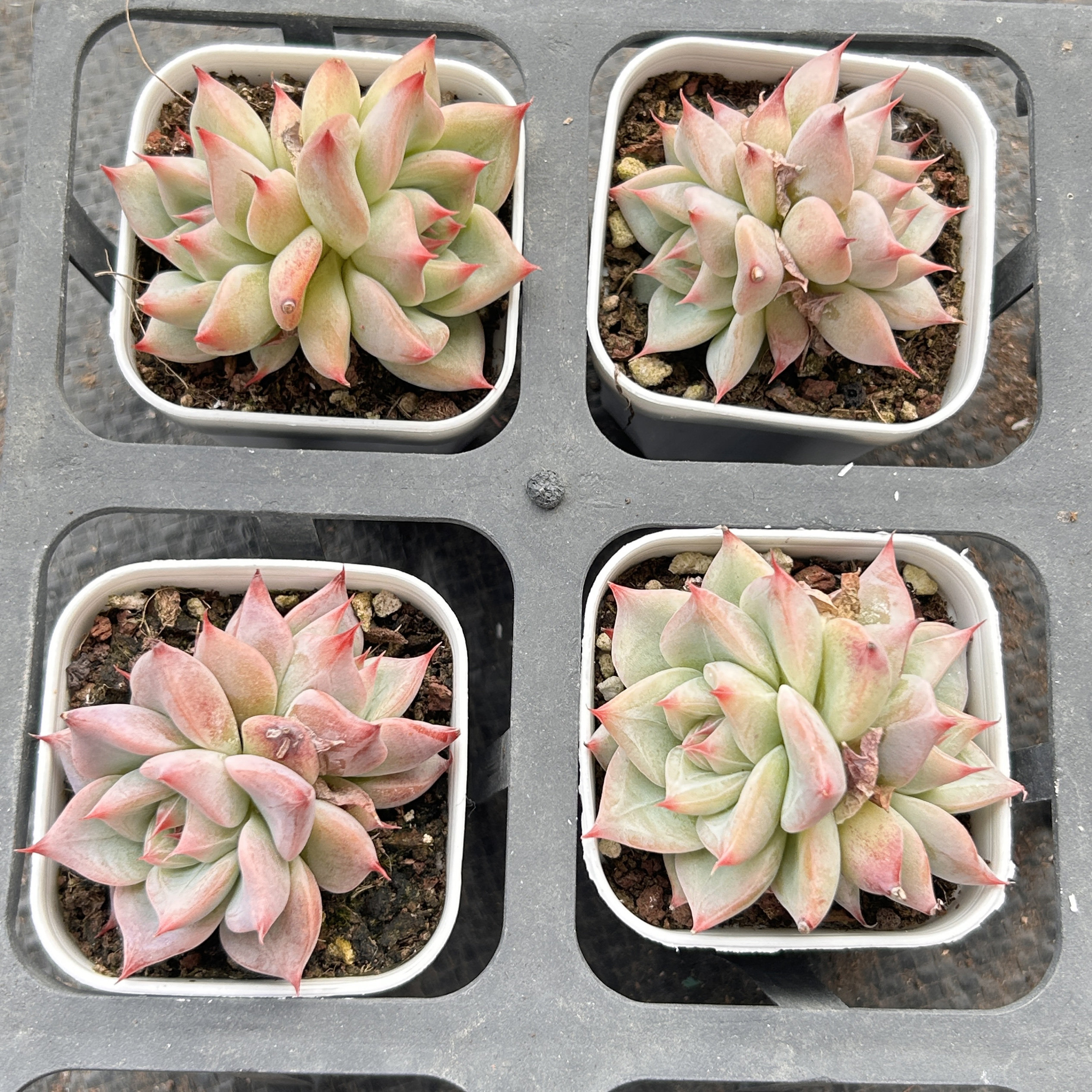 天空之城比什暗纹系好养新品多头精品稀有多肉植物花卉一物一拍