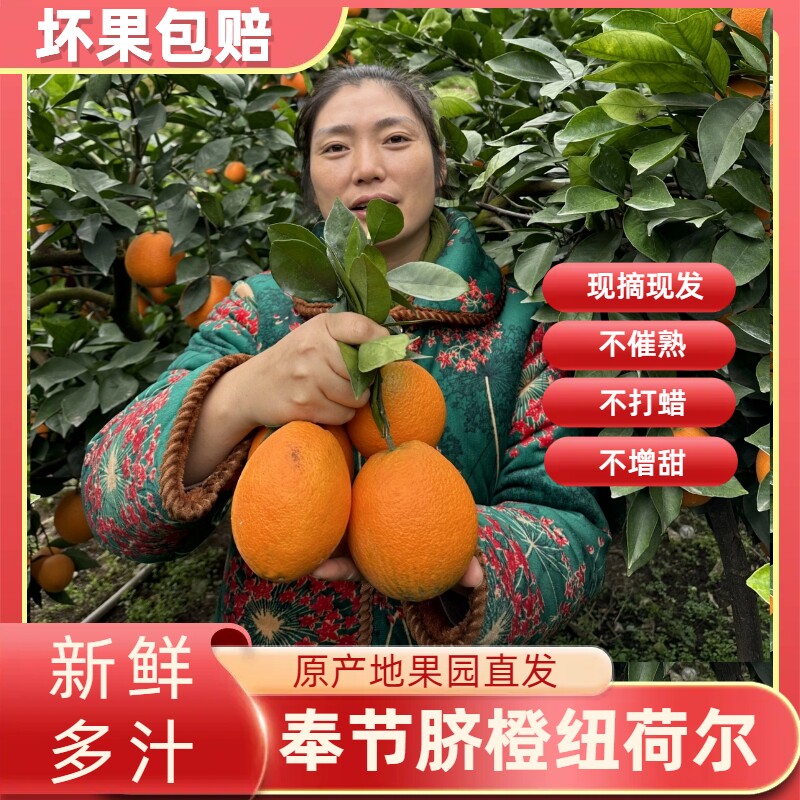 当季新鲜孕妇现摘脐橙产地直发