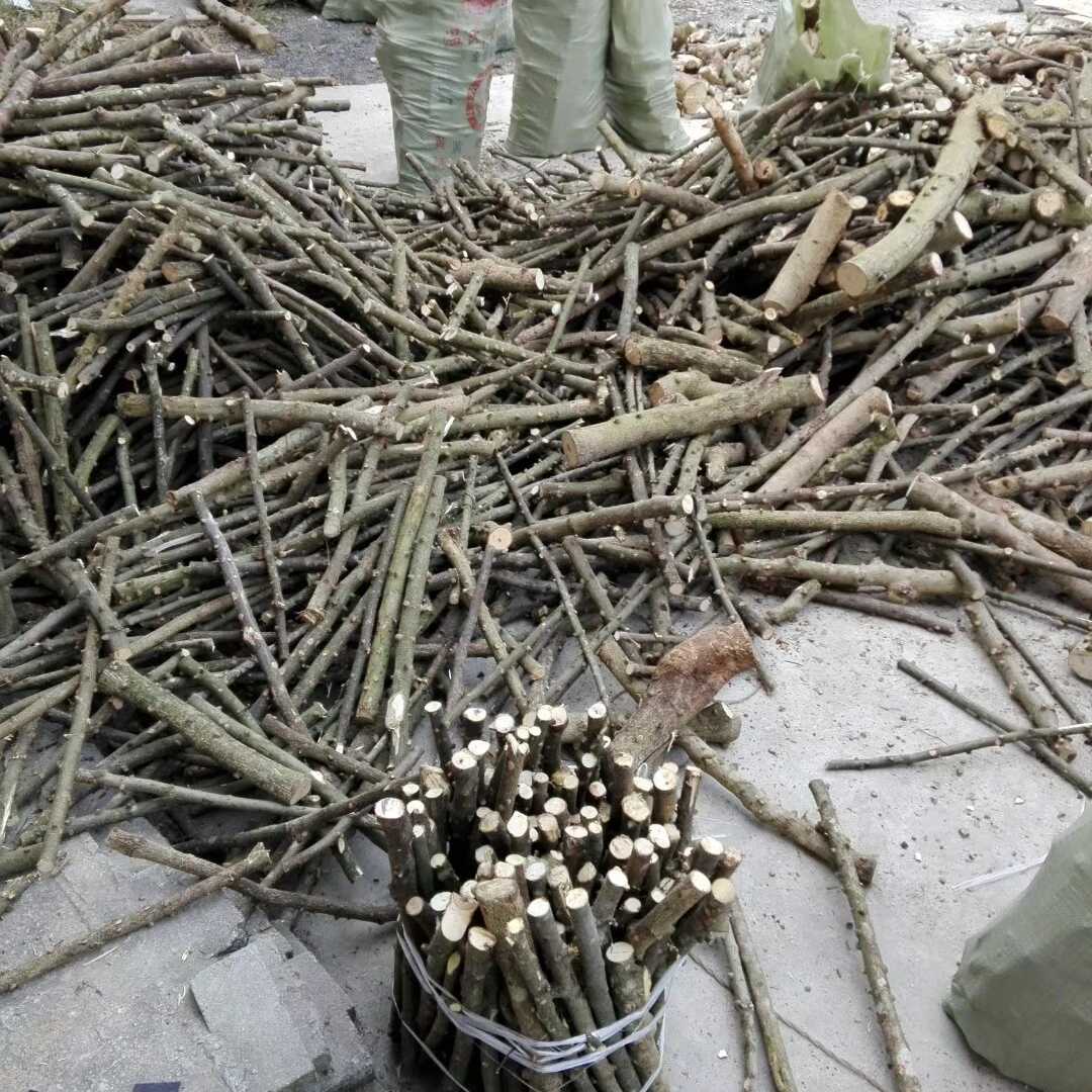 花椒树木头天然花椒木磨牙棒DIY自己动手制作宝牙胶制作材料原木