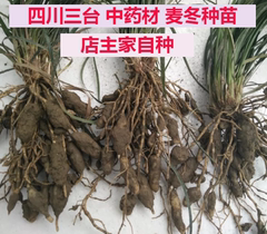 2024年自销 四川三台中药材麦冬种苗  绿化苗 庭院苗