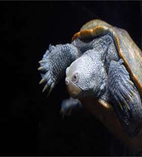 NBR-Paket60-40-25/032E-08E/ShA80_欧洲