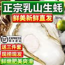 鲜活到家 顺丰 乳山生蚝 郑州需实名购买 款 包邮 5斤装 热卖