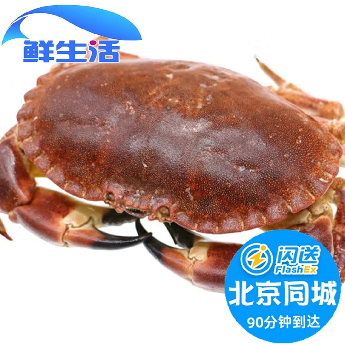 北京闪送1.5-3斤1只 鲜活面包蟹 英国进口黄金蟹大螃蟹 海鲜水产