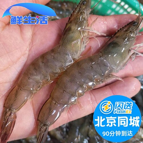 鲜活海白虾明虾新鲜对虾
