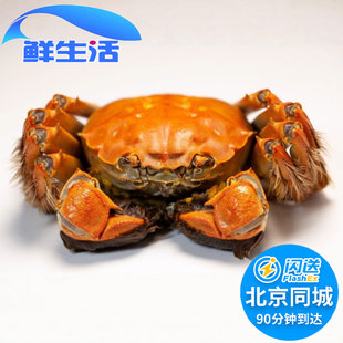 活蟹现货大闸蟹鲜活螃蟹河蟹 北京闪送 满膏满肉 4.6两1只 公4.3