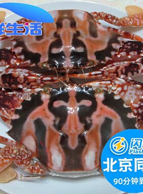 鲜活红花蟹公母大螃蟹