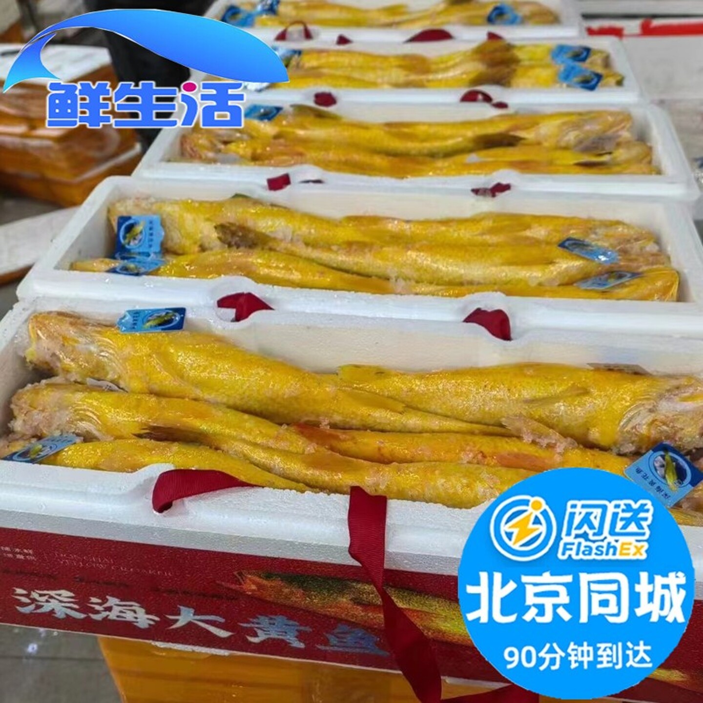 新鲜黄花鱼冰鲜大黄鱼海鲜