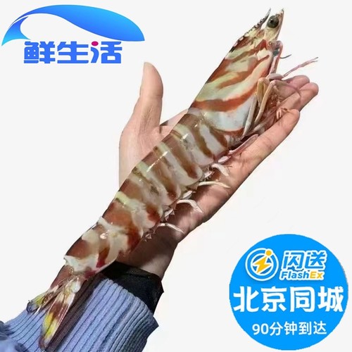 鲜活大花虾九节虾基围虾斑节虾