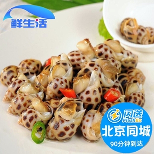 500g北京闪送 花螺鲜活海鲜水产东风螺海猪南风螺海螺贝类