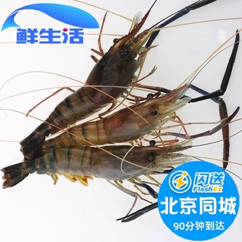 500g北京闪送鲜活金钱海鲜罗氏虾