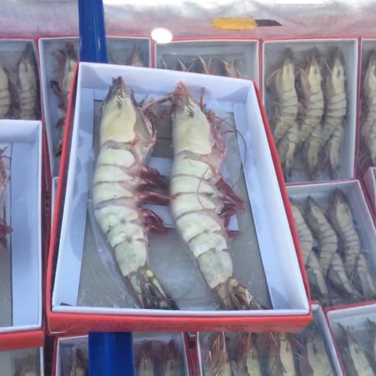 1kg 多个大小 北京闪送 红虎虾 虎虾 新鲜冷冻大虾海鲜水产