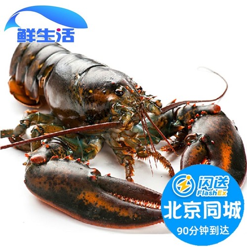1-15斤可选 北京闪送 鲜活波士顿龙虾 海鲜大龙虾  活虾 新鲜水产