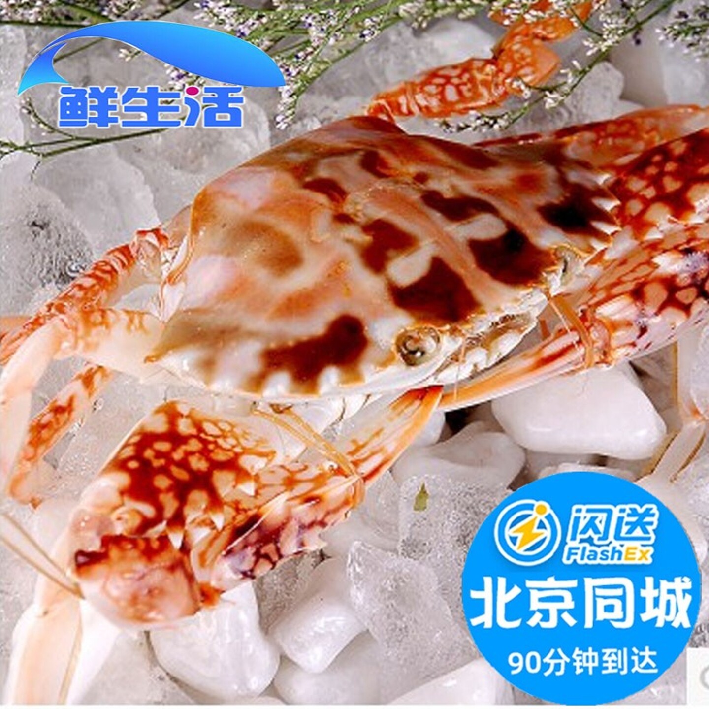 1份2只 5两1只北京闪送鲜活红花蟹海南特产海鲜满肉海蟹水产现货