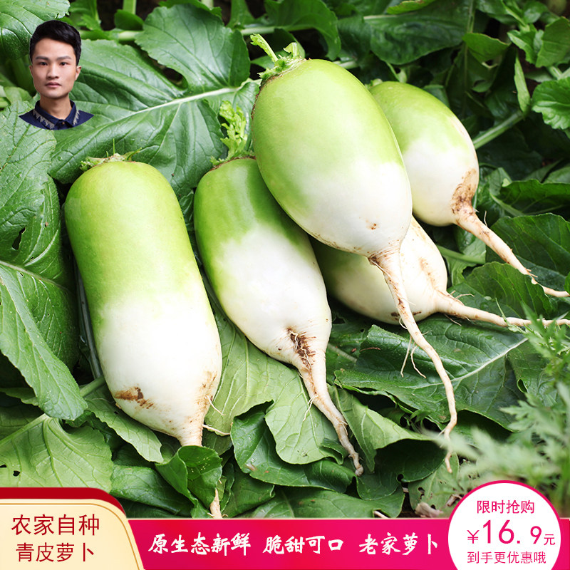 沙窝萝卜河南老家萝卜绿皮青萝卜萝卜/胡萝卜