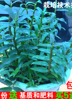 【天天优价】铁皮石斛苗雁荡山枫斗苗盆栽盆景室内外种植驯化苗