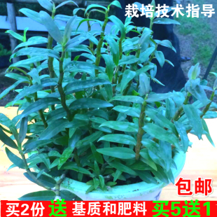 【天天优价】铁皮石斛苗雁荡山枫斗苗盆栽盆景室内外种植驯化苗
