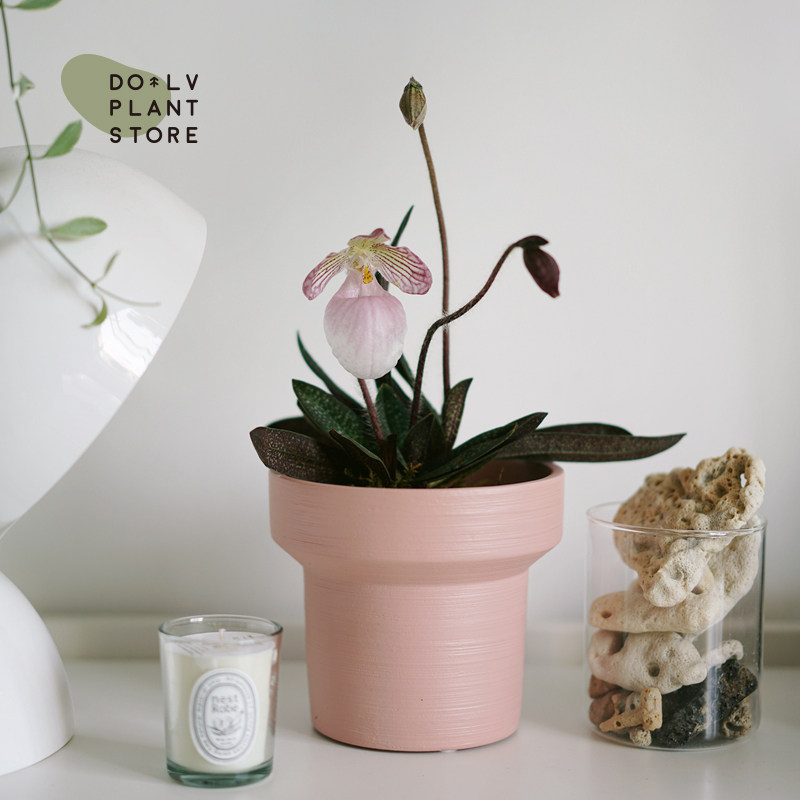 dolv 豆绿 维多利亚仙女兰 北欧ins神奇植物花卉 清新桌面绿植盆