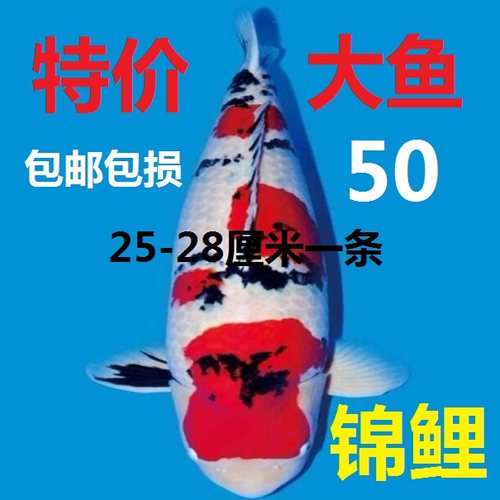 淡水好养易活易活招财锦鲤活金鱼