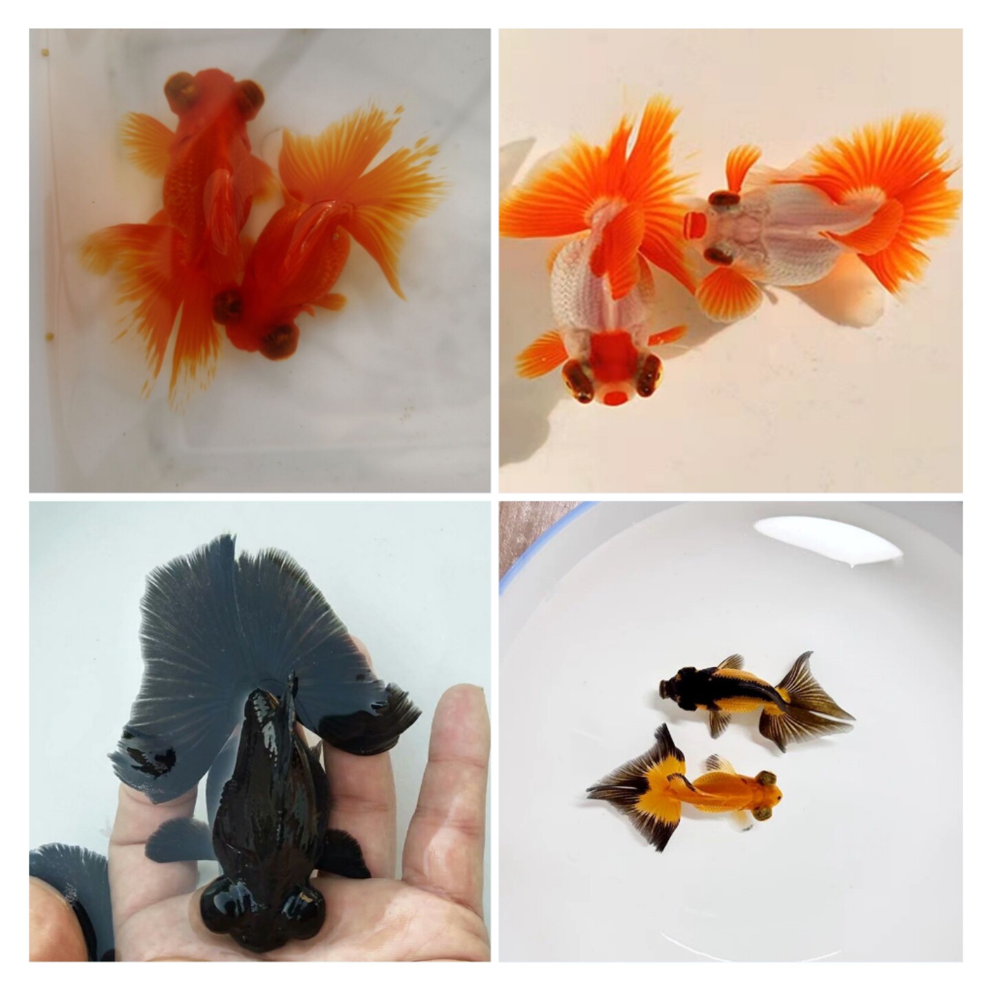 淡水冷水观赏鱼金鱼蝶尾耐寒好养