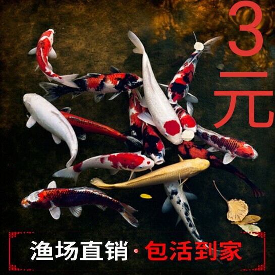 活体锦鲤鱼龙凤鱼缸观赏鱼苗淡水