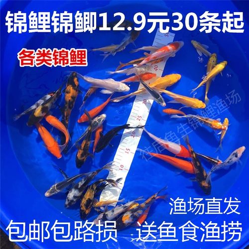 小鱼活锦鲤鱼活体小型观赏鱼苗冷水鱼饲料鱼好养易活花草金鱼活鱼