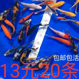 小鱼活锦鲤鱼活体小型观赏鱼苗冷水鱼饲料鱼好养易活花草金鱼活鱼