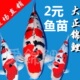 锦鲤鱼活体冷水淡水鱼缸观赏鱼苗风水鱼好养易活风水招财鱼草金鱼