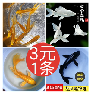 龙凤锦鲤鱼活体小鱼活鱼大长尾鱼缸观赏鱼冷水鱼金鱼风水鱼招财鱼