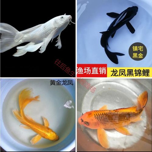 金凤凰龙凤锦鲤鱼活冷水观赏鱼苗草金鱼活鱼大型鱼蝴蝶鲤大正红白