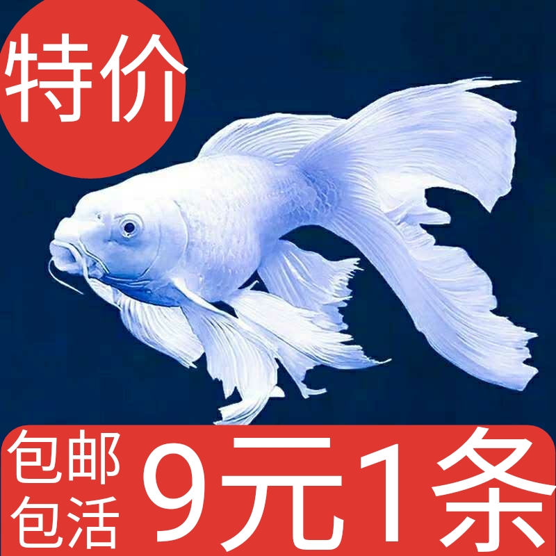 贵妃蝴蝶鲤淡水金鱼招财鱼观赏鱼