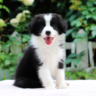 边牧幼犬纯种边境牧羊犬黑白咖色北京犬舍双血统赛级宠物活体狗狗