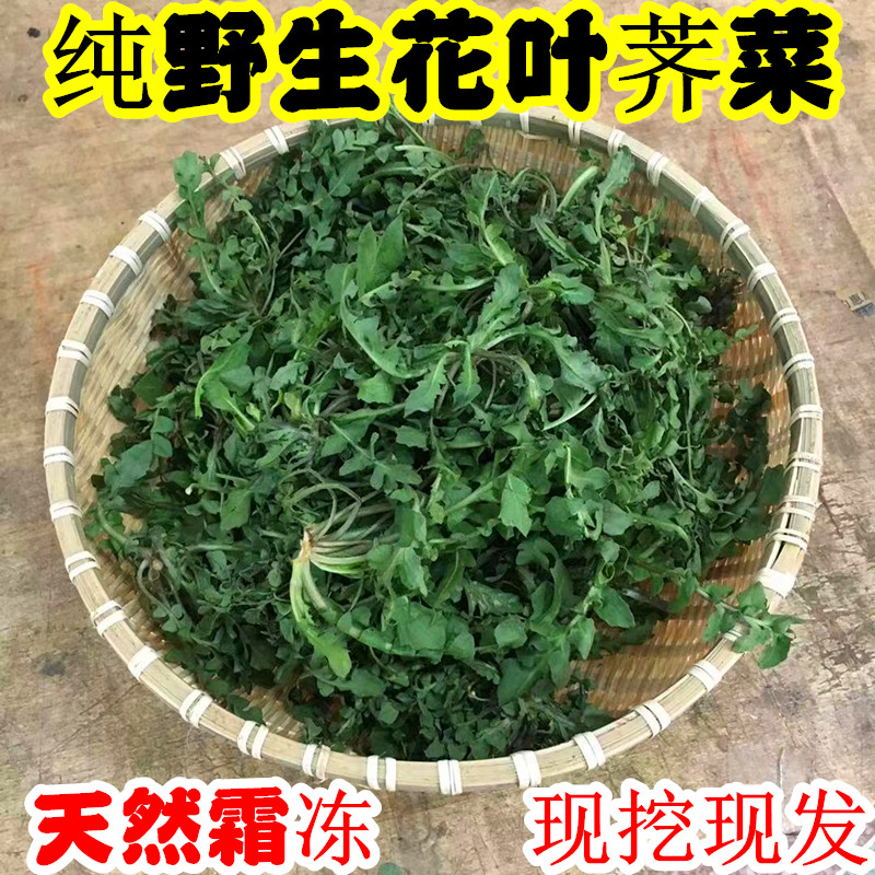 荠菜新鲜野菜芨芨草河南地菜