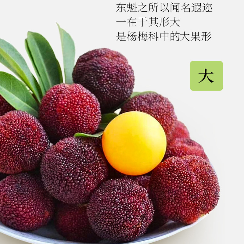 浙江仙居高山新鲜大东魁时令孕妇水果礼盒整箱黑炭泡酒好杨梅