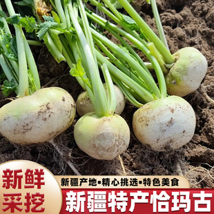 新疆恰玛古柯坪县新鲜当季蔬菜现挖芜菁碱性食物农家自种蔓菁5斤