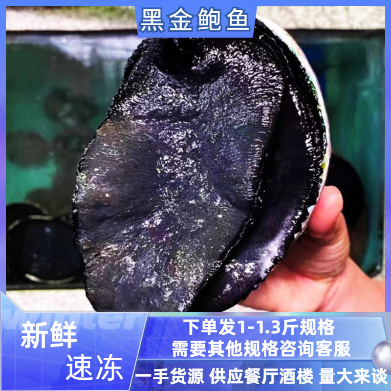 黑金鲍鱼超大1-2.5斤生冻新西兰一头鲍澳洲鲍鱼黑边鲍鱼日料刺身