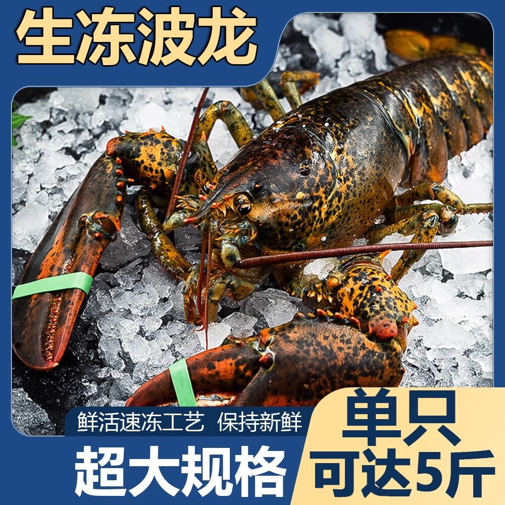 生冻波士顿龙虾加拿大波龙1-15斤/只活冻波龙冷冻鳌虾海鲜大龙虾
