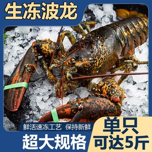 生冻波士顿龙虾加拿大波龙1-15斤/只活冻波龙冷冻鳌虾海鲜大龙虾