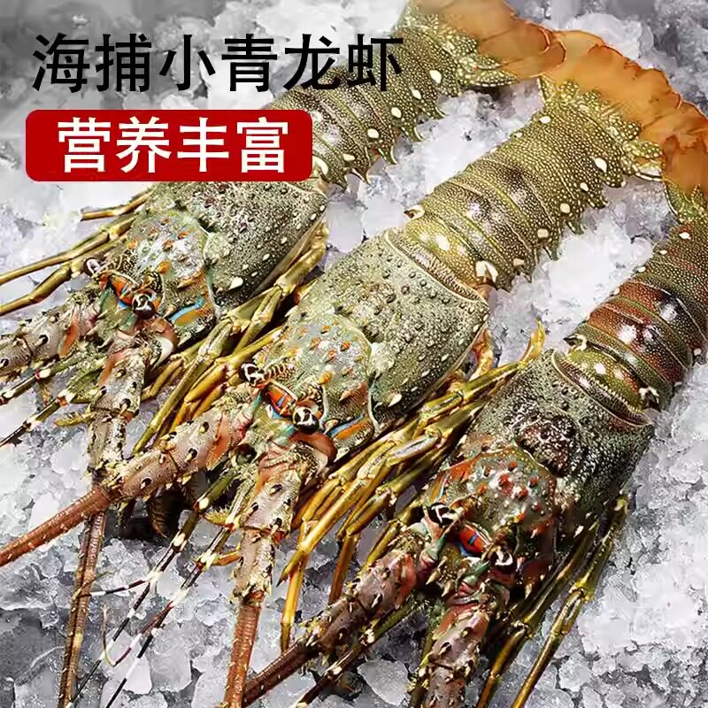 活冻小青龙生冻越南青龙仔大龙虾冰鲜小龙虾酒店商用年货2-8两/只