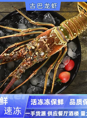 古巴龙虾一手货源批发零售