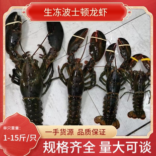活冻波士顿龙虾大号1-10斤速冻波龙非鲜活澳洲澳龙生冻超大波龙