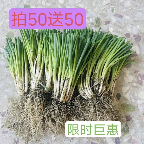 贵州四季分葱露天种植香葱种苗可分栽分葱种新鲜合适种植用分葱