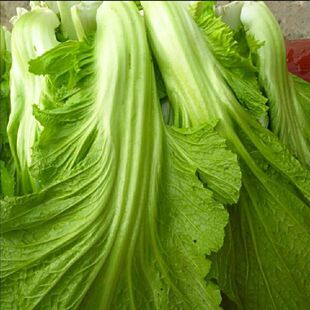 新鲜现砍现发当季 大芥菜大叶芥菜青菜榨酸菜用