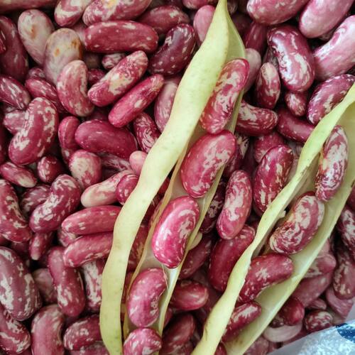 贵州2025年当季新鲜嫩豆米净豆米剥壳豆米现摘现发