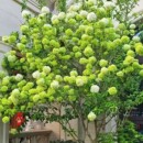 庭院别墅木本绣球花苗中华斗绣球树苗盆栽地栽植物楼顶阳巨型绣球