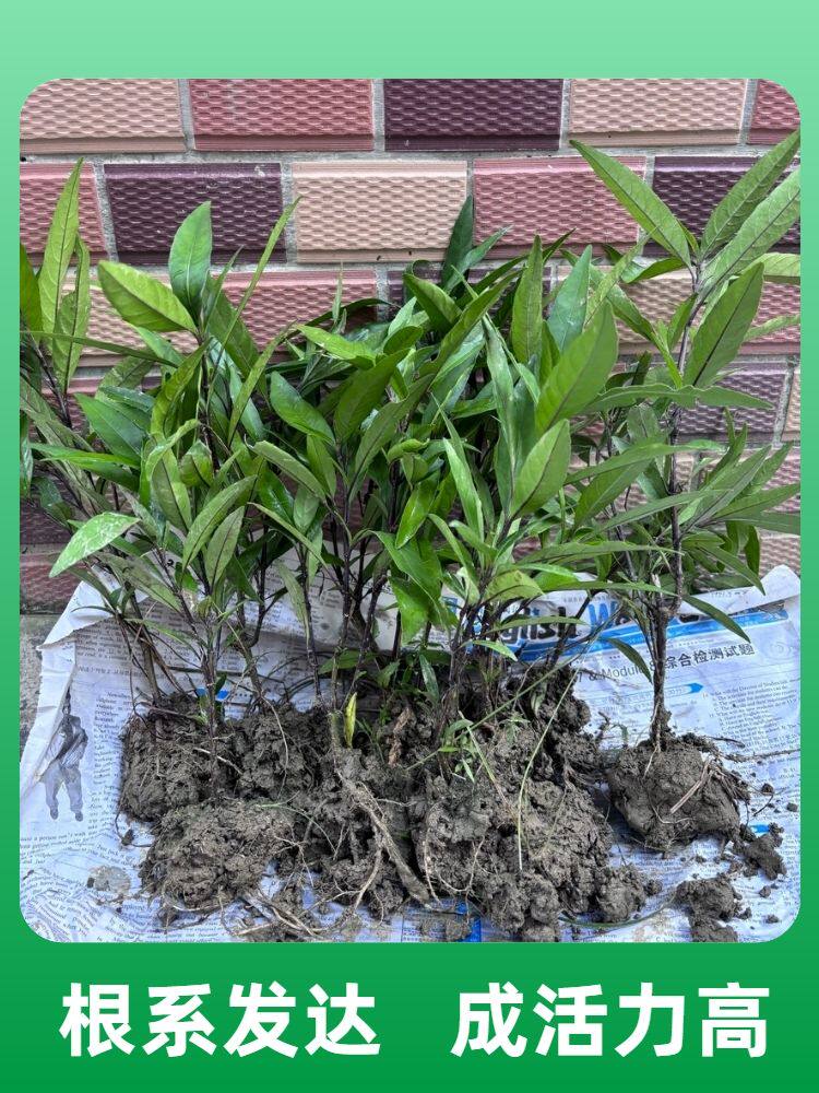 小驳骨种植接骨草尖尾凤盆栽中草药接骨筒乌骨黄藤接骨木阳台种植