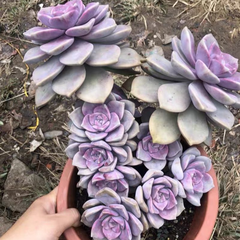 紫乐 整株木质老桩多肉盆栽云南天然露养