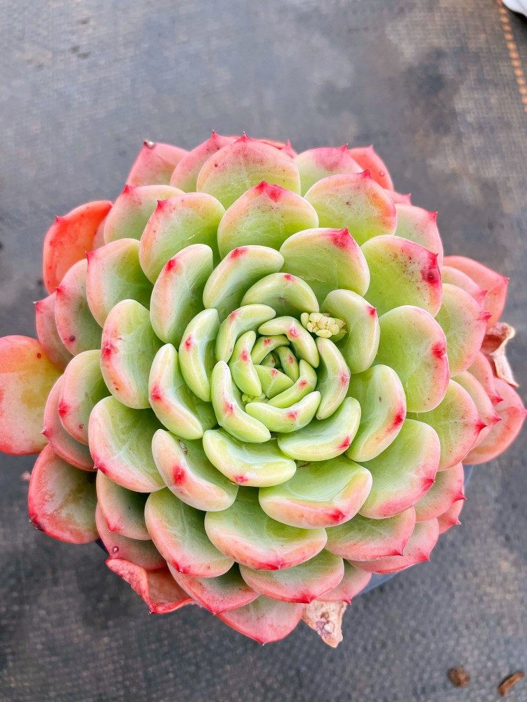 三文鱼 大单头老桩精品多肉盆栽植物防辐射绿植花卉