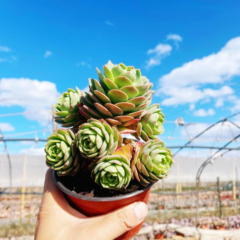 绿蔷薇阳台花园老桩多肉盆栽