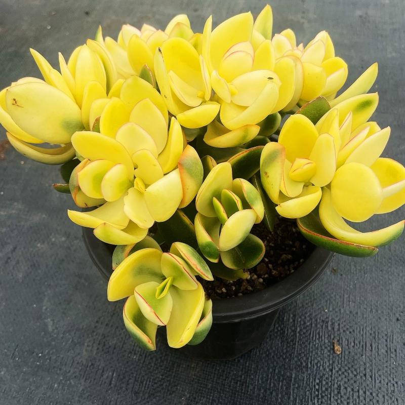 玉树黄金花月阳台办公桌好养美观