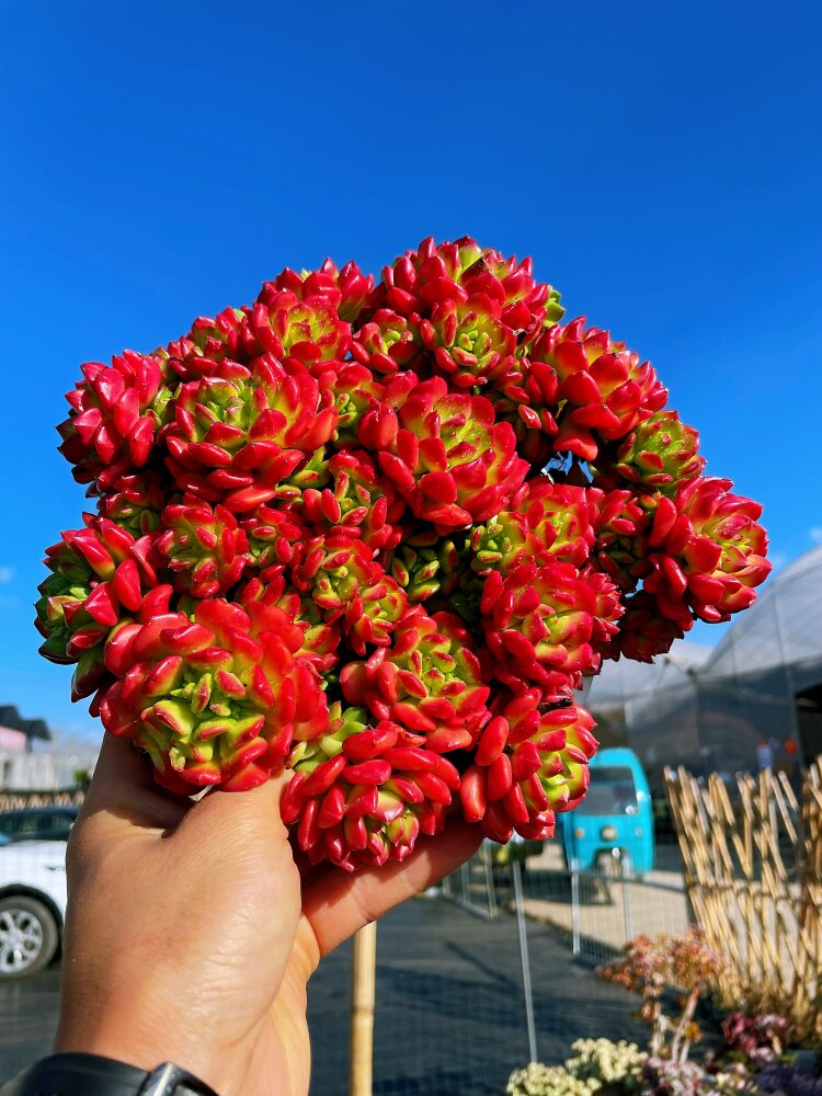 小灯笼 红色阳台精品露养老桩群生多肉植物盆栽喜庆花卉绿植
